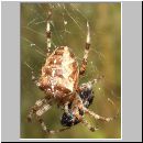 Araneus diadematus - Gartenkreuzspinne 12.jpg